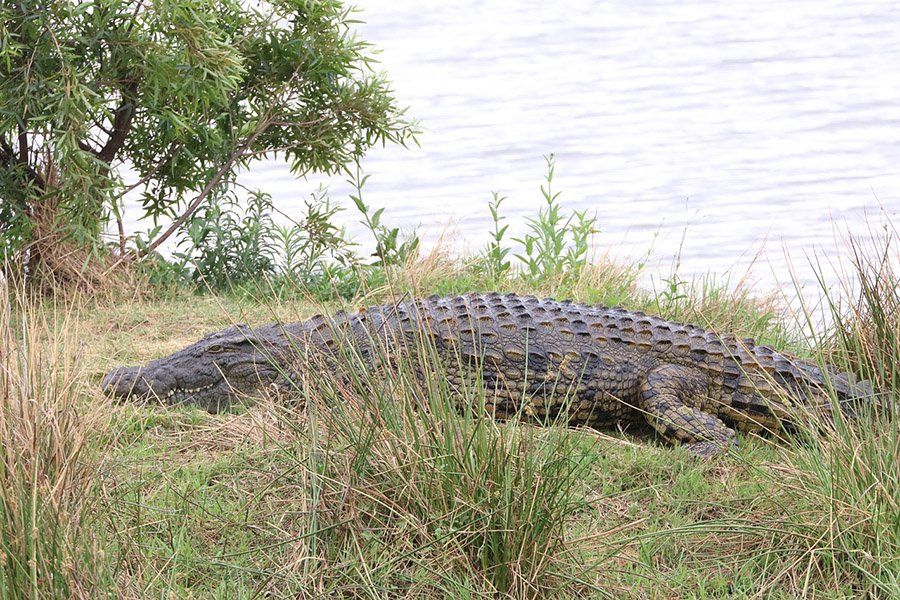 Nile crocodile