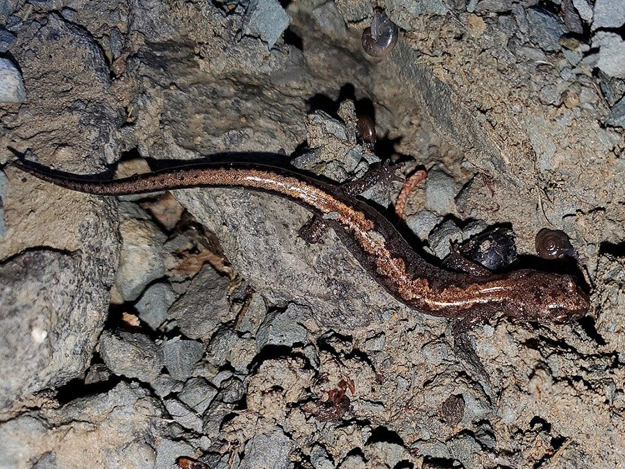 Northern Zigzag Salamander