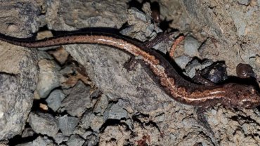 Northern Zigzag Salamander fact sheet