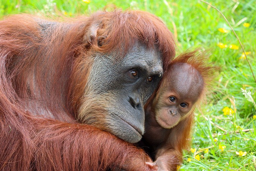 Orangutan and baby