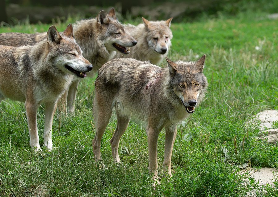 Pack of wolves in the grass