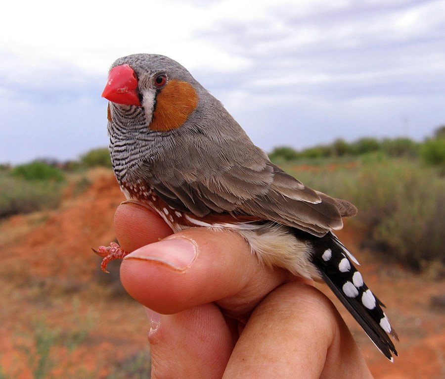 Person holding a zebra finch