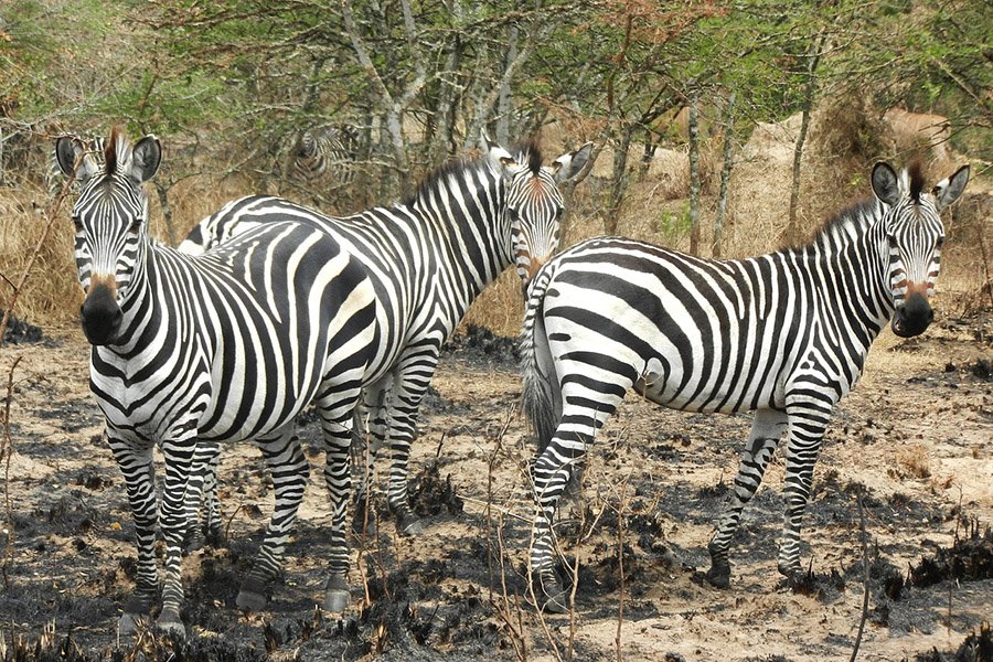 Plains zebras