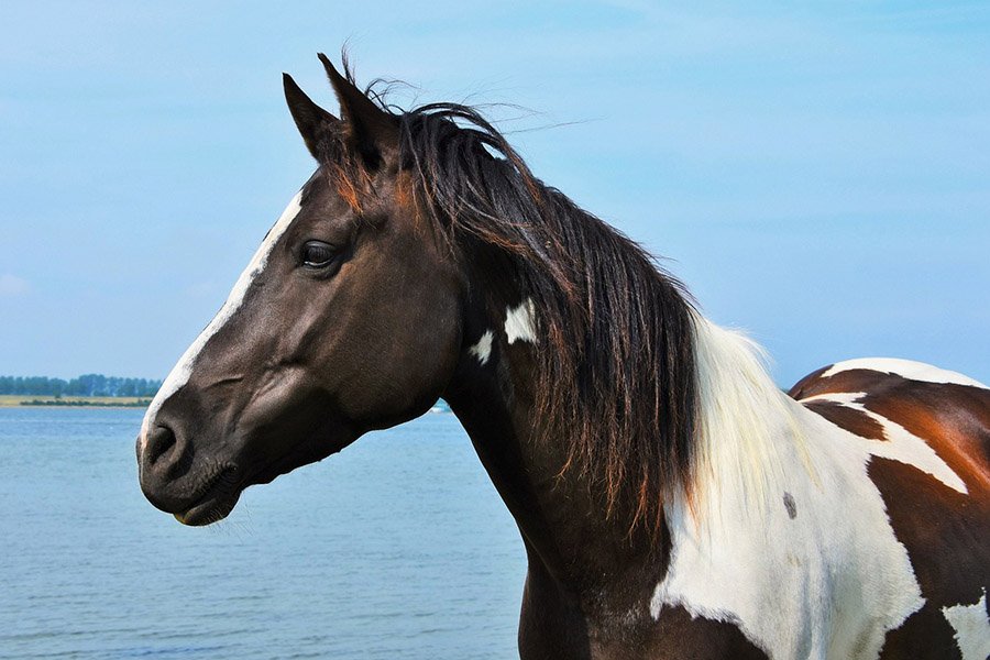 Portrait of a horse