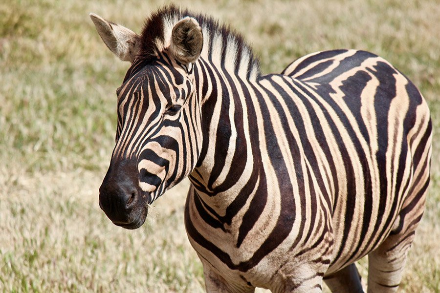 Portrait of a zebra close up