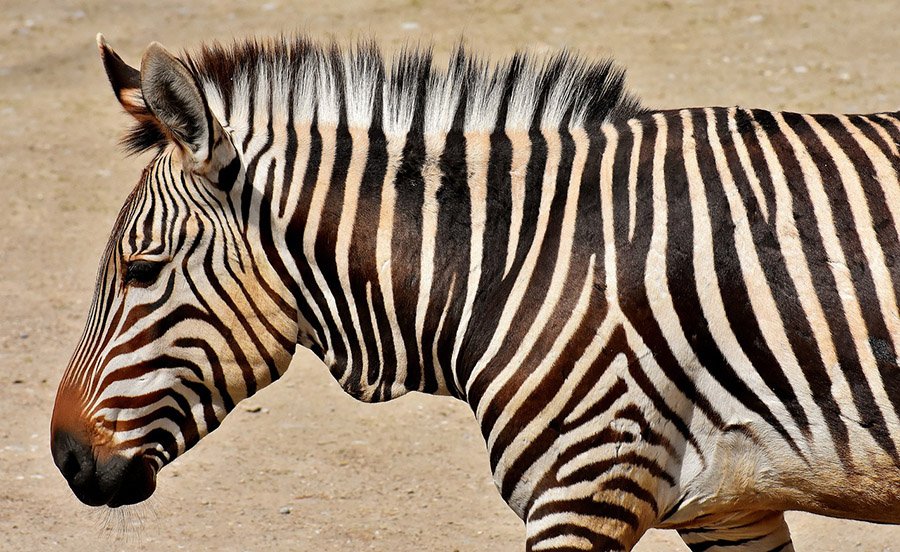 Portrait of a zebra