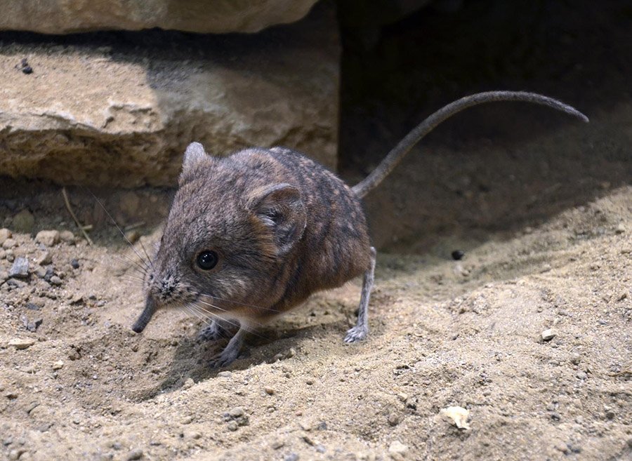 Round-eared elephant shrew (Macroscelides proboscideus)