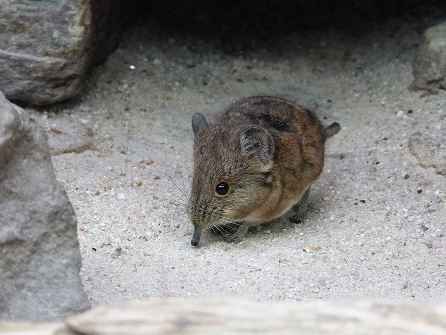 Round-eared elephant shrew