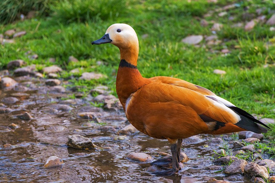 Ruddy shelduck (Tadorna ferruginea)