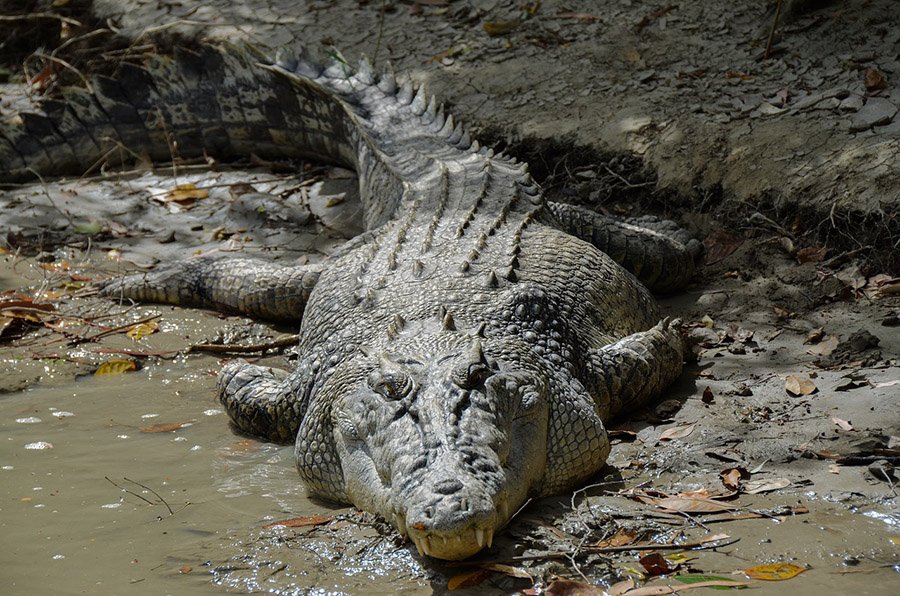 Saltwater crocodile