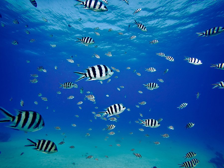 Scissortail sergeant or striptailed damselfish (Abudefduf sexfasciatus)