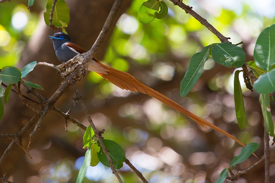 Small birds with long tails - African Paradise Flycatcher