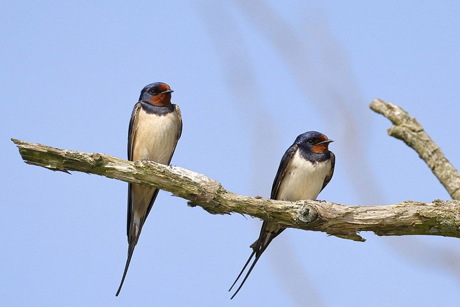 Small birds with long tails - Barn Swallow