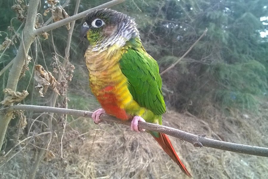 Small birds with long tails - Conure