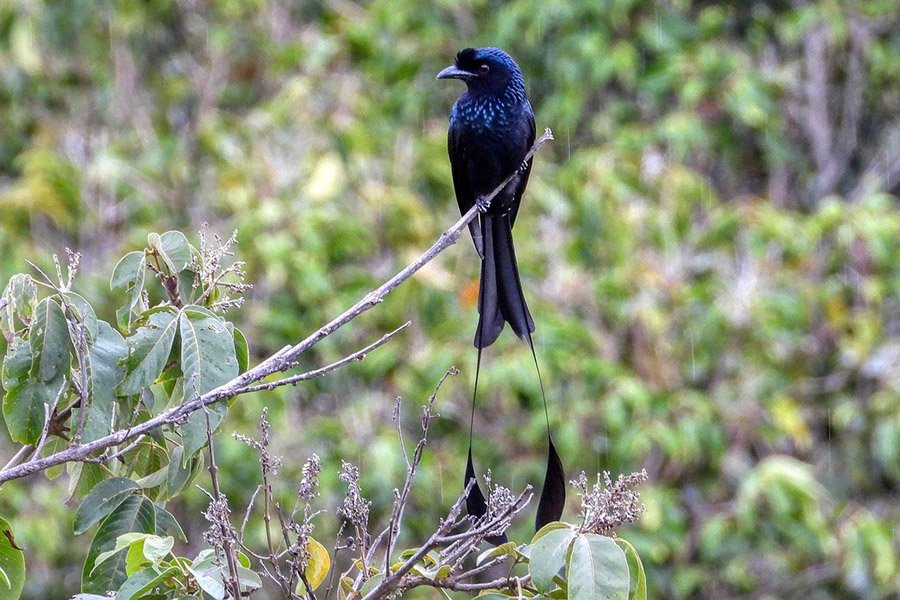 Small birds with long tails - Drongo