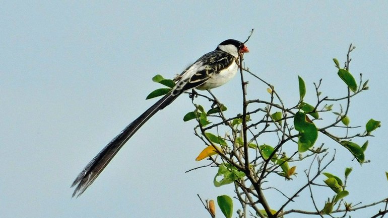 Small birds with long tails - Hero