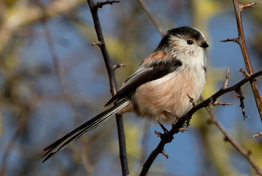 Small birds with long tails - Long-Tailed Tit