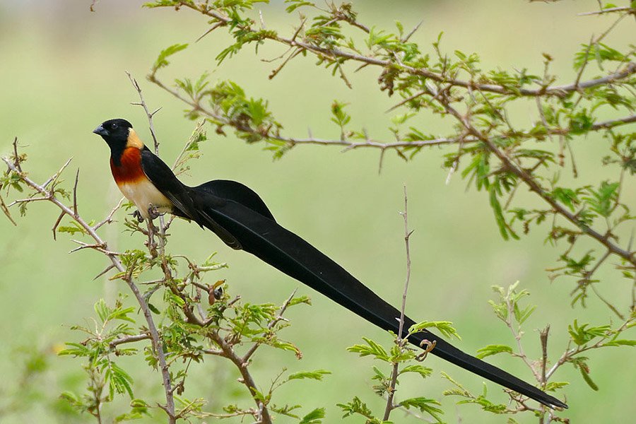 Small birds with long tails - Paradise Whydah