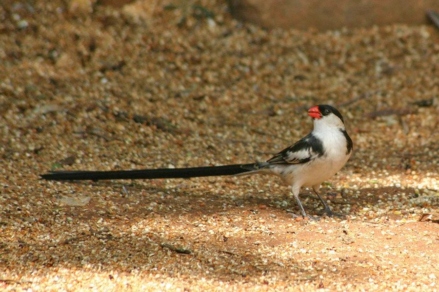 Small birds with long tails - Pin-Tailed Whydah