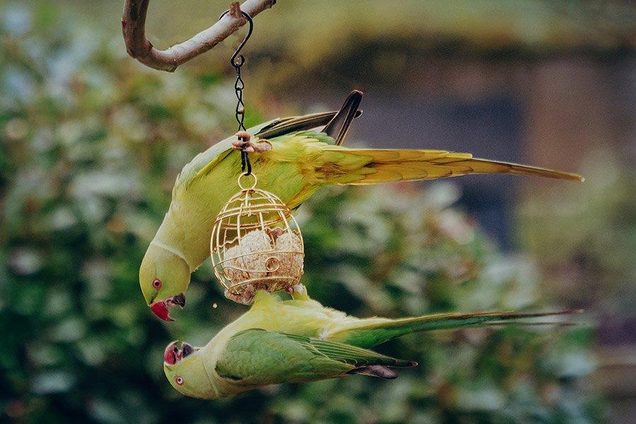 Small birds with long tails - Ringneck Parakeet