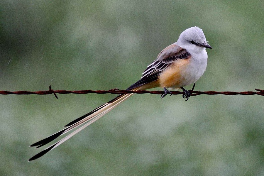 Small birds with long tails - Scissor-Tailed Flycatcher