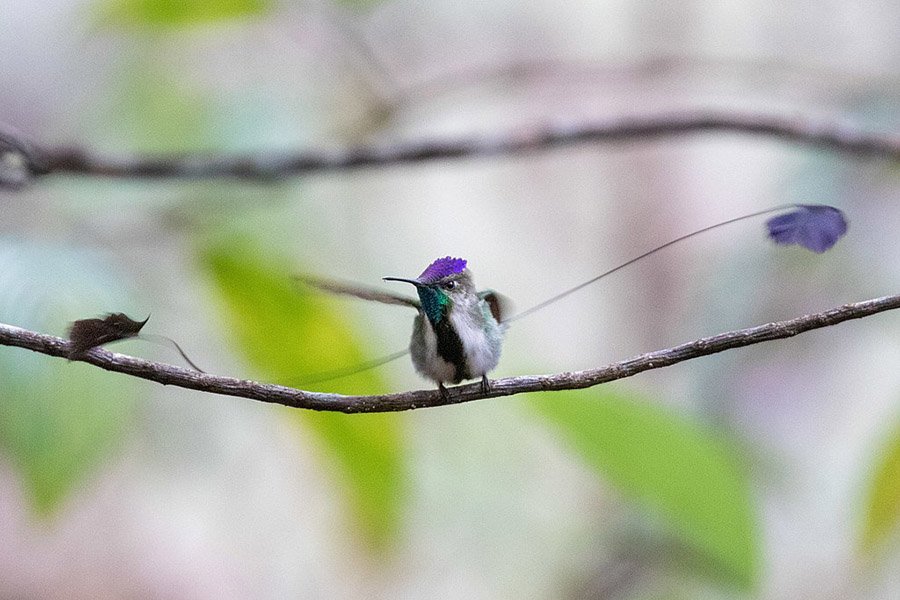 Small birds with long tails - Spatuletail