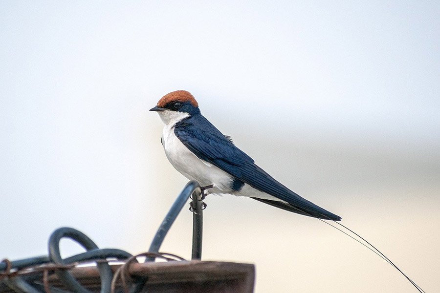 Small birds with long tails - Wire-Tailed Swallow