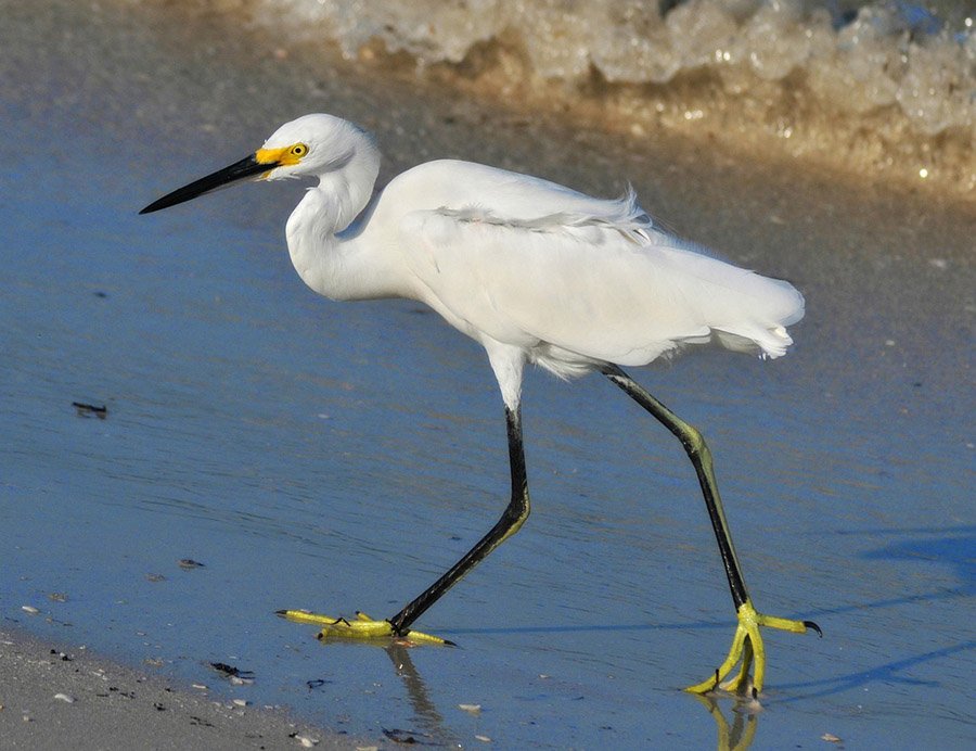 Snowy egret