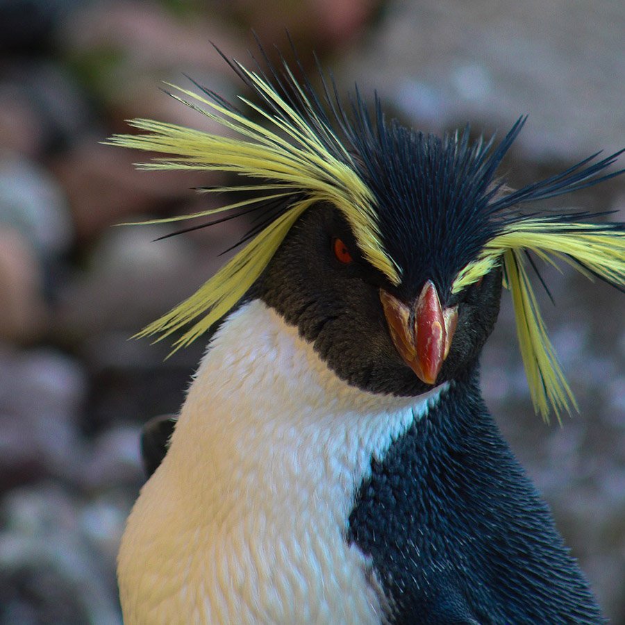 Southern rockhopper penguin