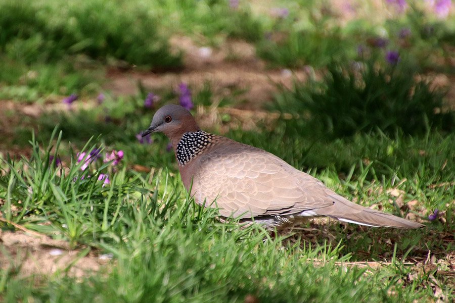 Spotted dove