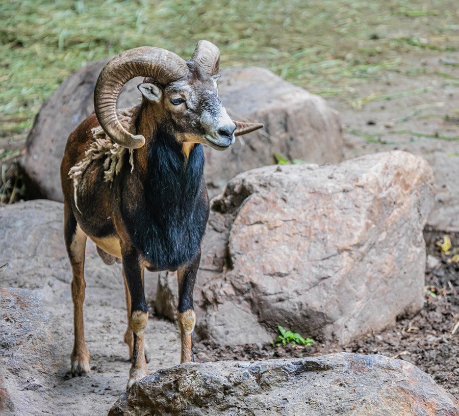 Tajikistan Marco Polo Sheep