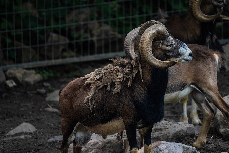 Tajikistan Marco Polo Sheep