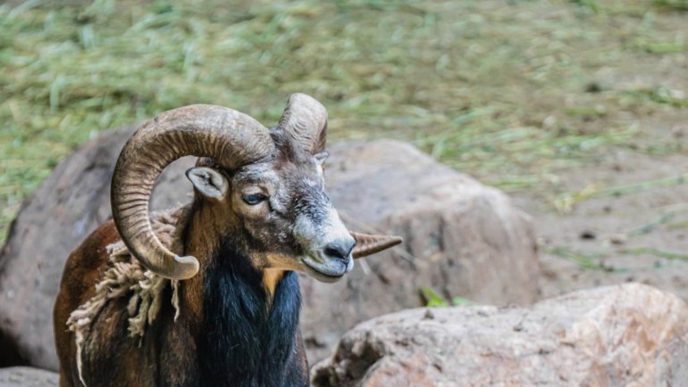 Tajikistan Marco Polo Sheep - National animal