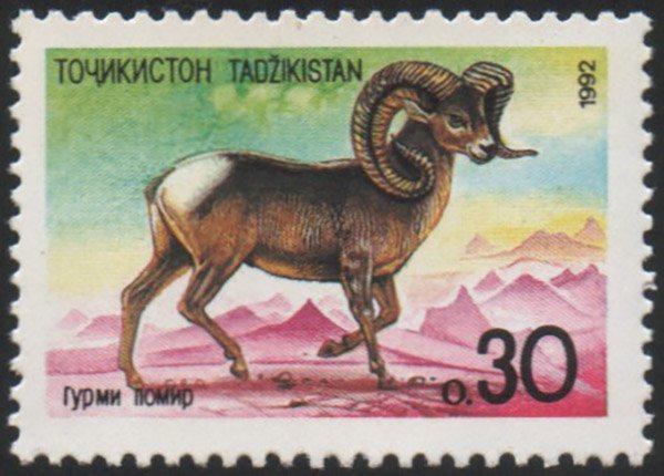 Tajikistan Marco Polo Sheep Stamp