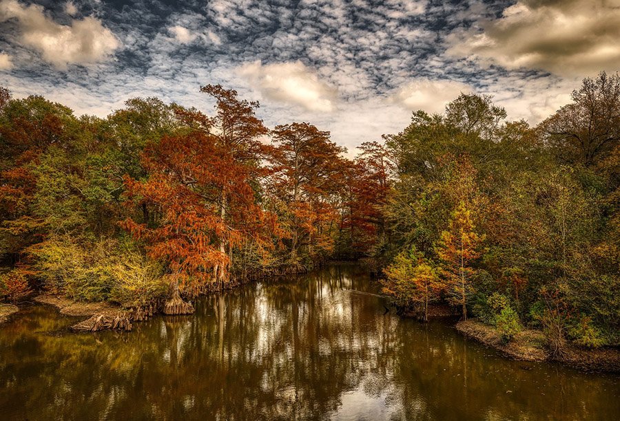 The forests of Mississippi