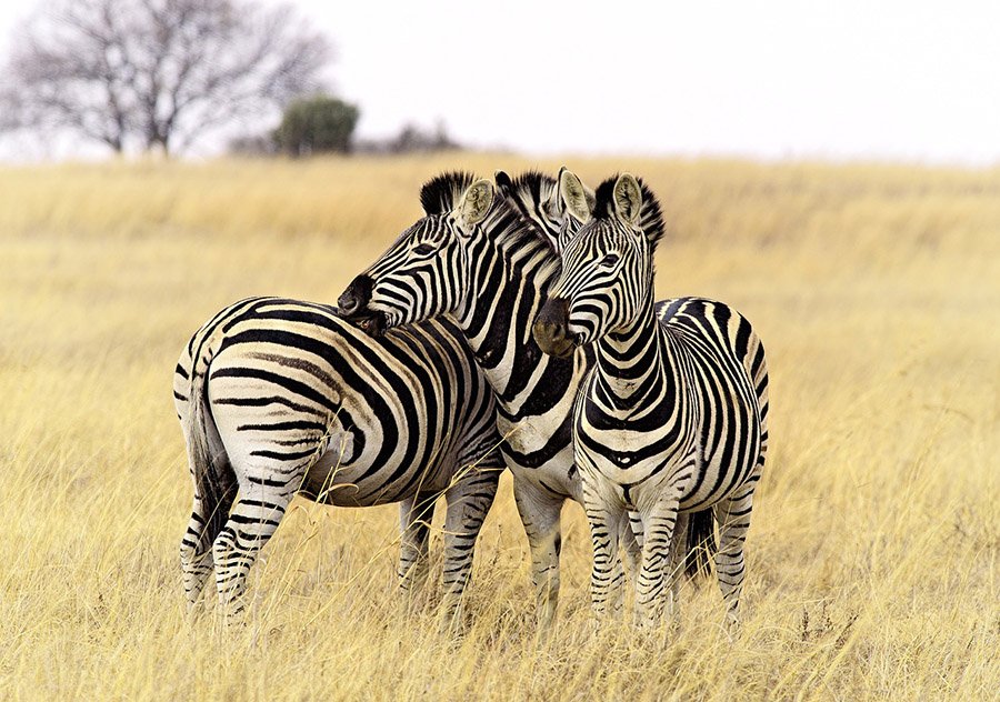 Three zebras