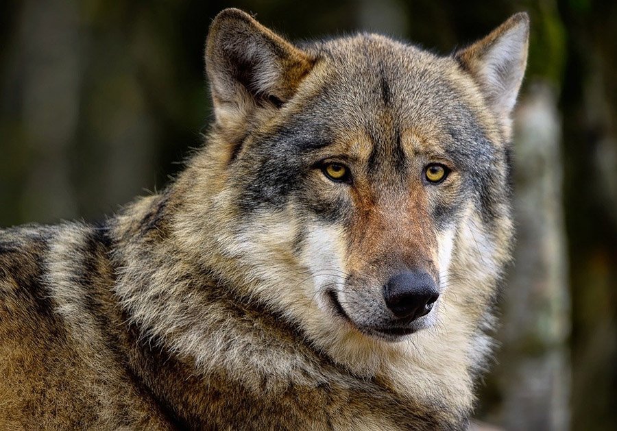 Timber wolf portrait