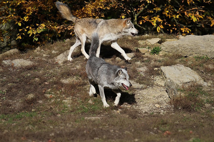 Timber wolves