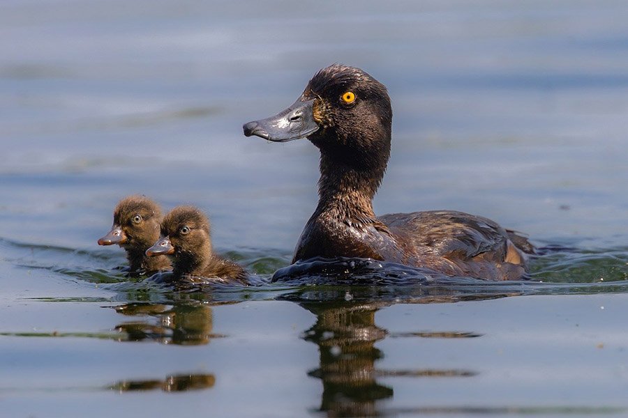 Tufted duck (Aythya fuligula)