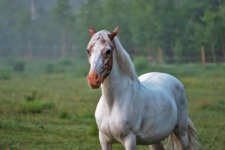 Turkmenistan Akhal-Teke