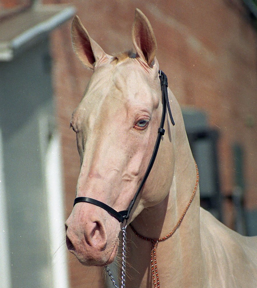 Turkmenistan Akhal-Teke