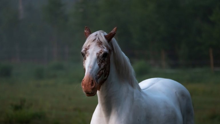 Turkmenistan Akhal-Teke - National animal