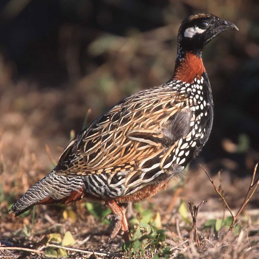 Turkmenistan Black Francolin