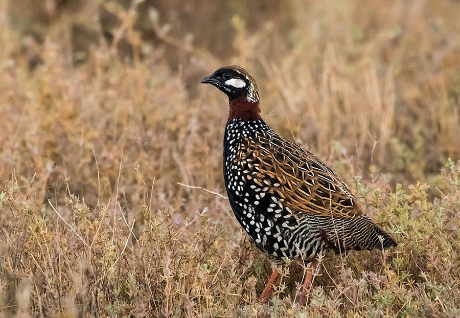 Turkmenistan Black Francolin