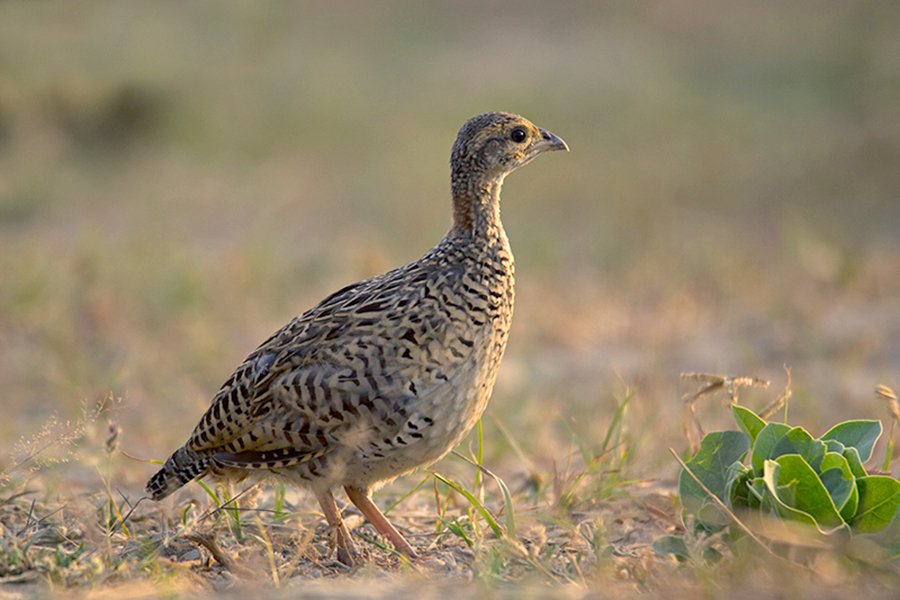 Turkmenistan Black Francolin