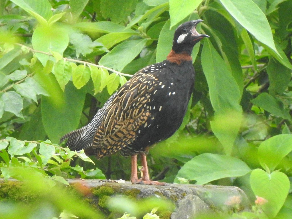 Turkmenistan Black Francolin