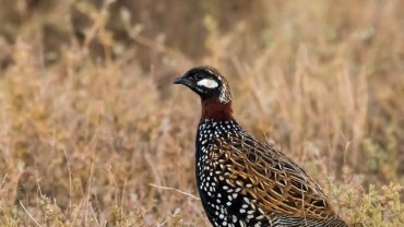 Turkmenistan Black Francolin - National bird