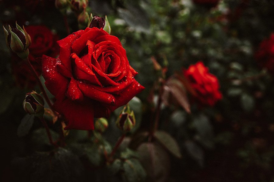 Turkmenistan Red Rose