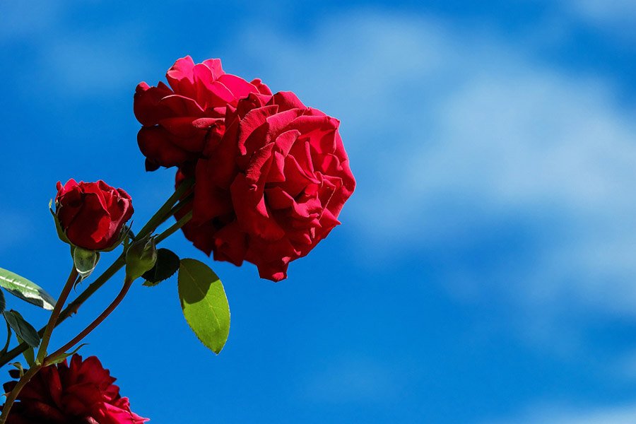 Turkmenistan Red Rose