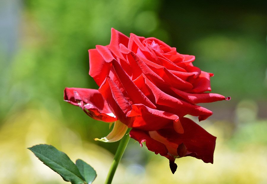 Turkmenistan Red Rose